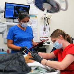 Dunedin Animal Medical Center & Pet Resort - Dog teeth cleaning in Dunedin, Florida