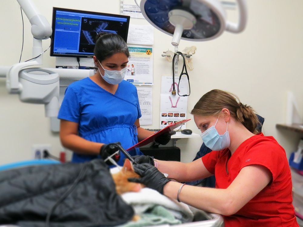 DUNEDIN ANIMAL MEDICAL CENTER & PET RESORT Updated August 2024 20