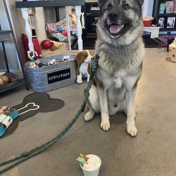 Paws and the Palette - Pet Stores Near Me - Sacramento, California