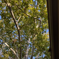 Spartek Tree Service - My view looking up before