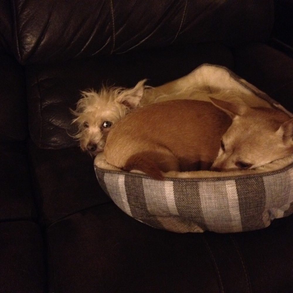 Pampered Pets - Molly and Bonnie - Pet Sitting Near Me Pampered Pets - Molly and Bonnie - Pet Sitting Near Me