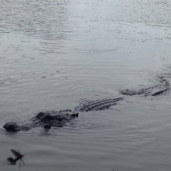 Cajun Style Swamp Tours - Tours Near Me - Marrero, Louisiana Cajun Style Swamp Tours - Tours Near Me - Marrero, Louisiana