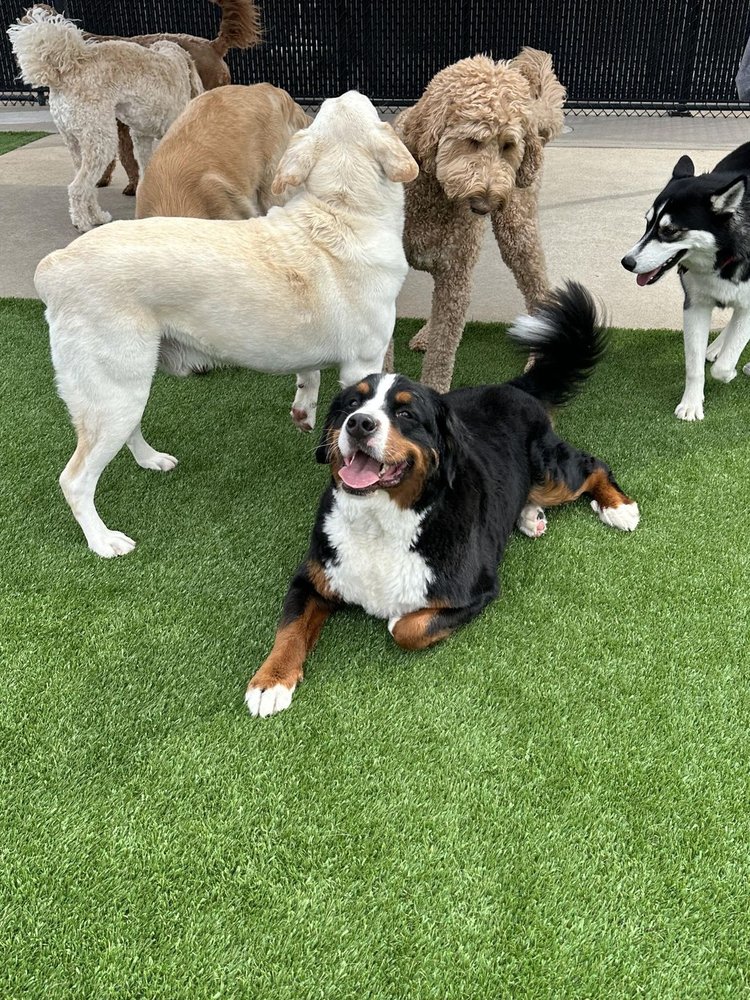 WILLIAMSBURG PET HOTEL AND SUITES Updated October 2024 45 Photos