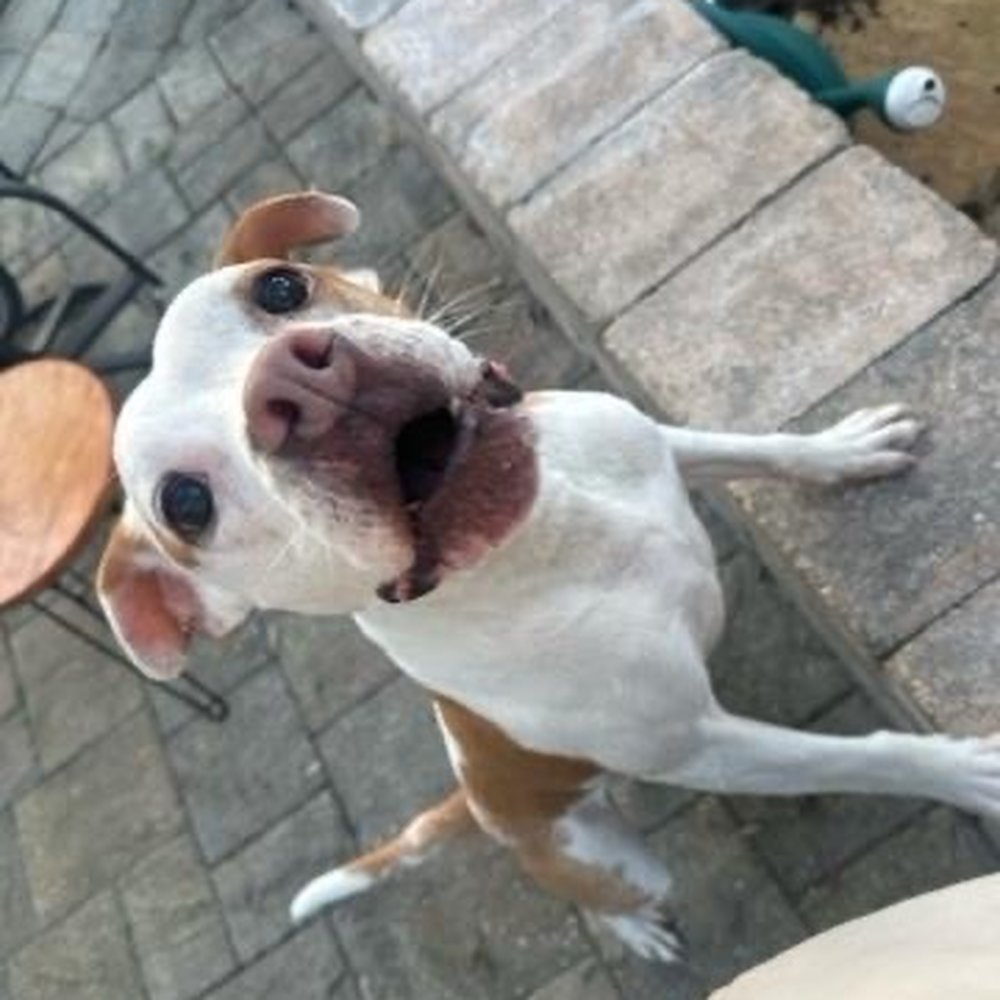 B3 Pet Care - Dog Walkers Near Me B3 Pet Care - Dog Walkers Near Me
