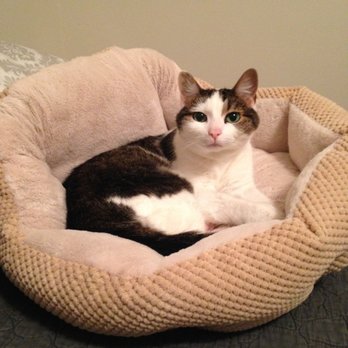 Lap of Love - Veterinarians Near Me