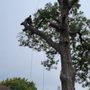 Photo of Ortiz Tree Services