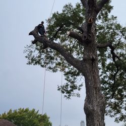 Ortiz Tree Services - Tree trimin tree removal stump grinding bush trimming