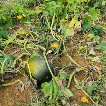 Queen Anne Farm - a pumpkin growing in the garden - Farms Near Me - Mitchellville, Maryland Queen Anne Farm - a pumpkin growing in the garden - Farms Near Me - Mitchellville, Maryland