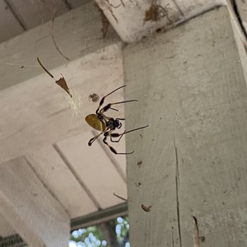 Redcliffe Plantation State Historic Site - It's just a garden spider they said - Parks Near Me - Beech Island, South Carolina Redcliffe Plantation State Historic Site - It's just a garden spider they said - Parks Near Me - Beech Island, South Carolina