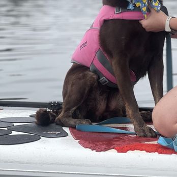 SUP Pups - Penelope has a great time! - Paddleboarding Near Me - San Diego, California SUP Pups - Penelope has a great time! - Paddleboarding Near Me - San Diego, California