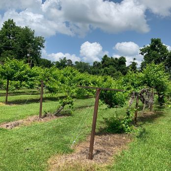 Old South Winery - vines growing in a field - Wineries Near Me - Natchez, Mississippi Old South Winery - vines growing in a field - Wineries Near Me - Natchez, Mississippi