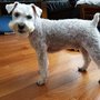 Photo of Jackie's Pet Grooming