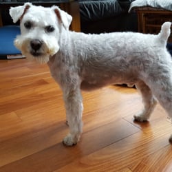 Jackie's Pet Grooming - Marlowe the miniature Schnauzer