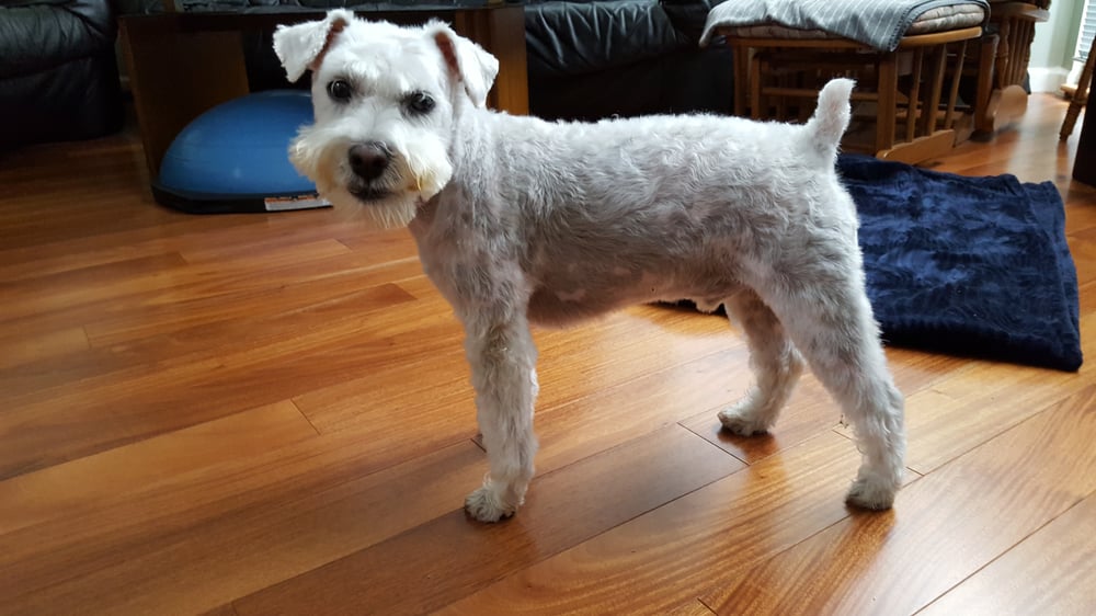 JACKIE’S PET GROOMING Updated September 2024 17 Reviews 2710 W