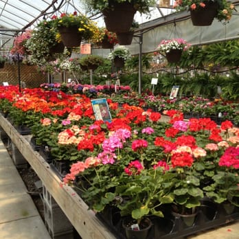 J E Mussig Greenhouses - Geraniums in the greenhouse - Nurseries & Gardening Near Me - Zelienople, Pennsylvania J E Mussig Greenhouses - Geraniums in the greenhouse - Nurseries & Gardening Near Me - Zelienople, Pennsylvania