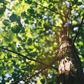 G&Z Tree Service - Tree Services Near Me G&Z Tree Service - Tree Services Near Me
