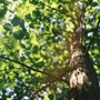 Photo of G&Z Tree Service