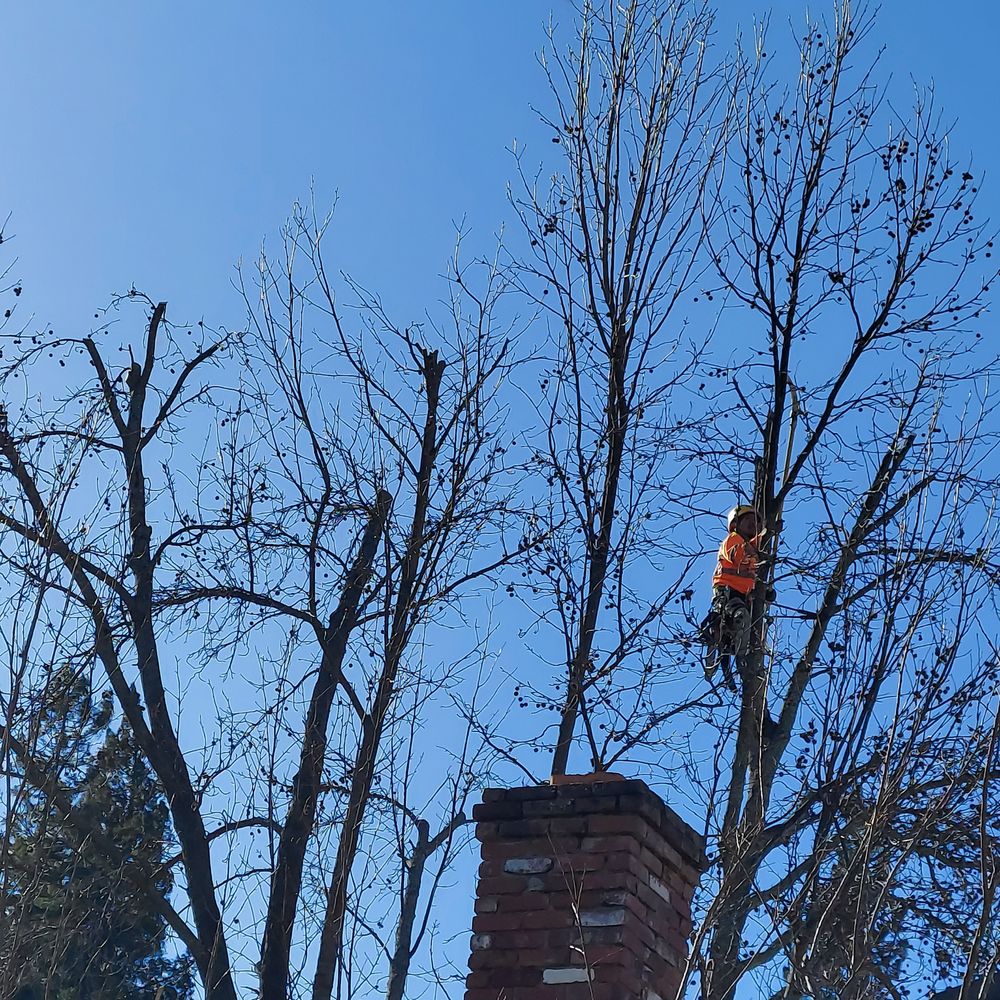 Arbor Evergreen - Arbor Green Enterprises doing great work on one of our trees - Tree Services Near Me Arbor Evergreen - Arbor Green Enterprises doing great work on one of our trees - Tree Services Near Me