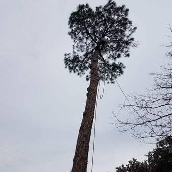 L & T Landscaping - Climber on top of a tree being removed - Tree Services Near Me L & T Landscaping - Climber on top of a tree being removed - Tree Services Near Me
