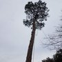 Photo of L & T Landscaping