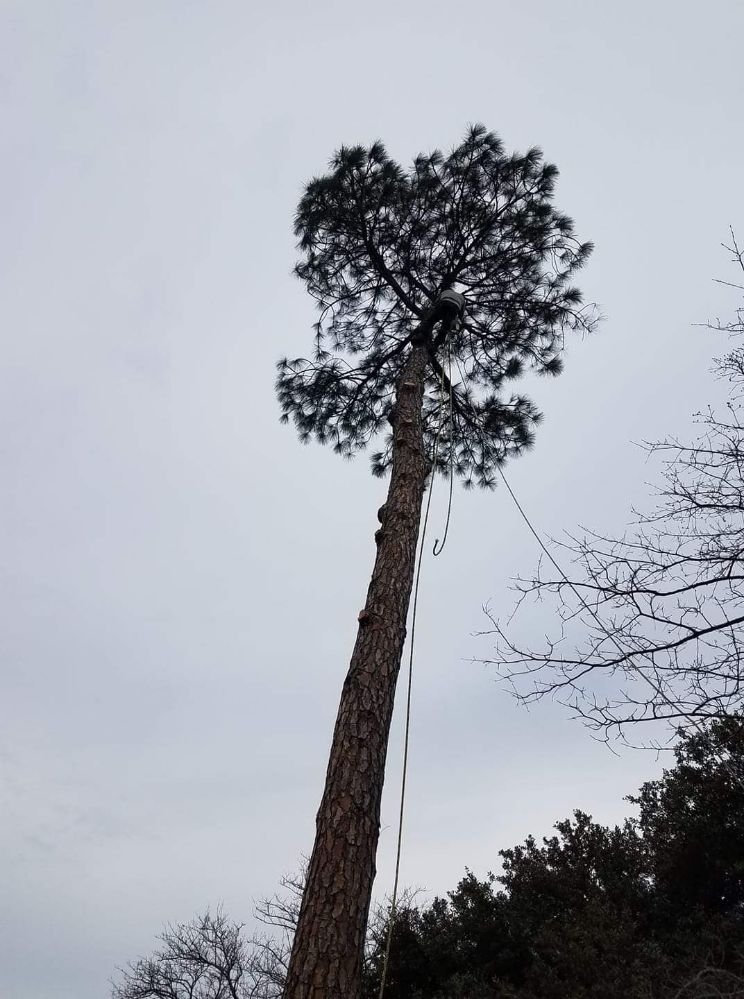 L & T Landscaping - tree service in Irving, TX