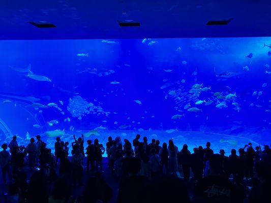 Okinawa Churaumi Aquarium by null