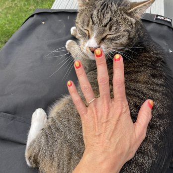 Hanna Jung - Studio B - Even my cat loved this regal color combination. - Eyelash Service Near Me - Ithaca, New York