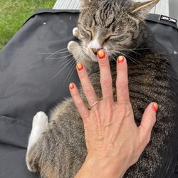 Hanna Jung - Studio B - Even my cat loved this regal color combination.