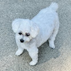 4 Paws Spa - My little dog after her grooming- much cooler for summer
