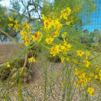 California Scenario - Desert blossoms. - Botanical Gardens Near Me - Costa Mesa, California
