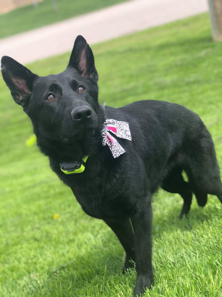 Lucky Pets - pet boarding facility in Saint Michael, MN