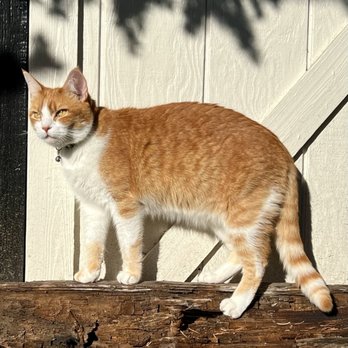 Calm Critters Pet Sitters - Pet Sitting Near Me Calm Critters Pet Sitters - Pet Sitting Near Me