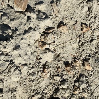 The Ernst Quarries - Sea Lion bones. - Local Flavor Near Me - Bakersfield, California The Ernst Quarries - Sea Lion bones. - Local Flavor Near Me - Bakersfield, California
