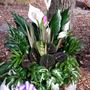Photo of Carney Flower Shop