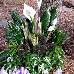 Carney Flower Shop - I live out of town and ordered an assorted plant arrangement for my mom, they delivered a beautiful arrangement that my mom loved!
