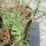 Los Nogales Nursery