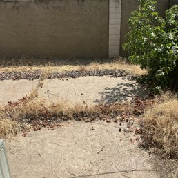 Back yard prior to clean up