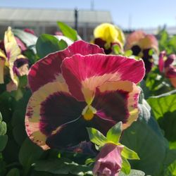 Honeymoon Acres - Pansies from spring