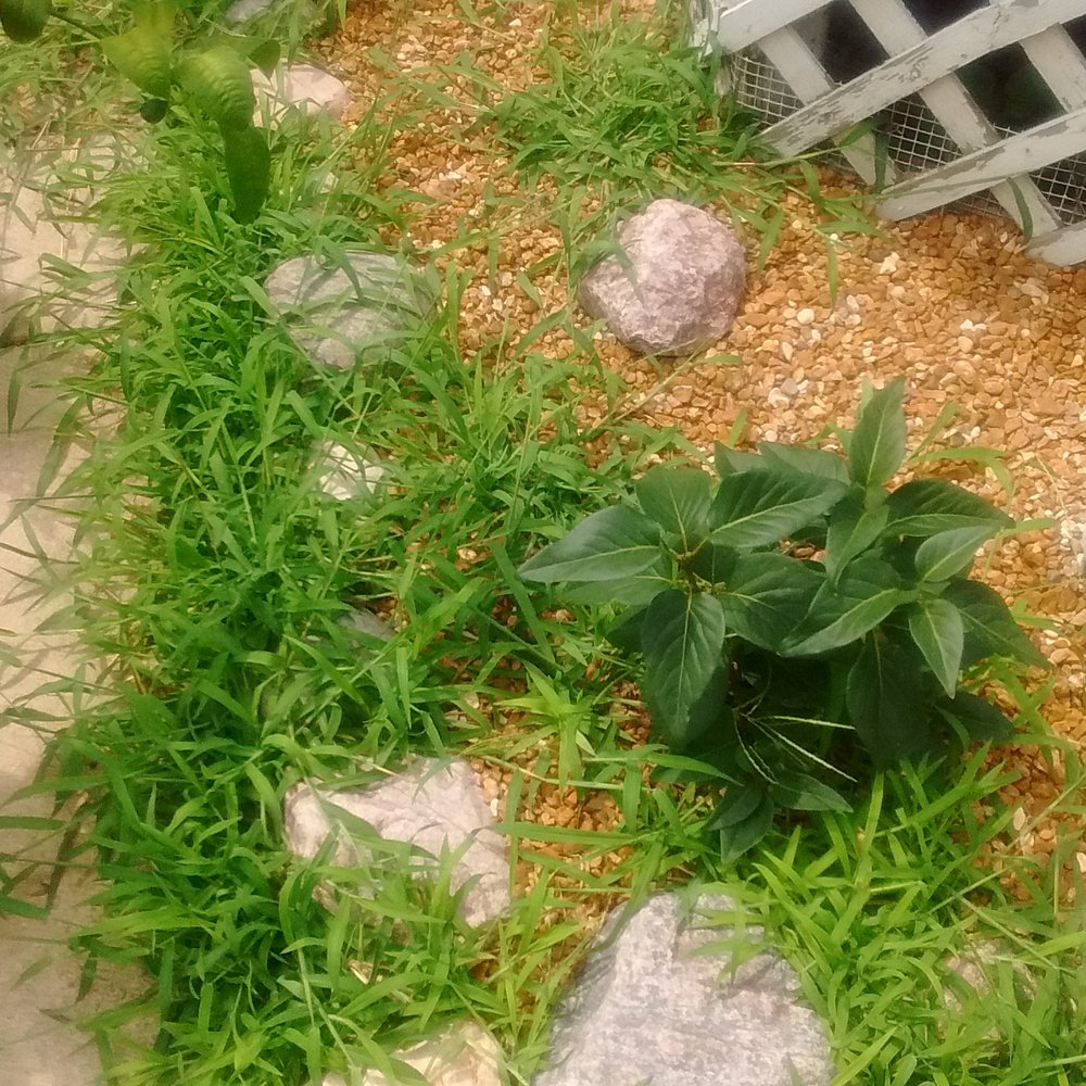 Go Green Lawn and Landscaping - Look at this. This is Kevin Connor's work. - Landscaping Near Me - Steger, Illinois Go Green Lawn and Landscaping - Look at this. This is Kevin Connor's work. - Landscaping Near Me - Steger, Illinois