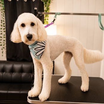 Kritters With Kwirks - Pet Groomers Near Me - Fort Worth, Texas Kritters With Kwirks - Pet Groomers Near Me - Fort Worth, Texas