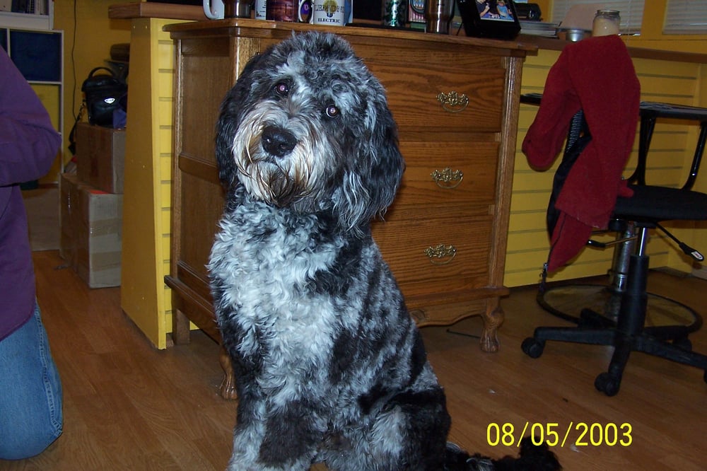 Avonna's Critter Clippers and Custom Gifts