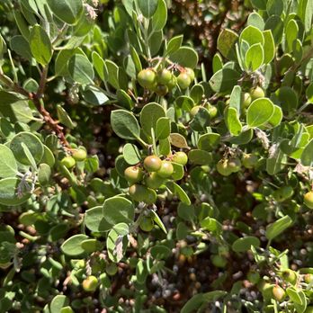 Ice House Canyon Trail - Manzanita berries - Hiking Near Me Ice House Canyon Trail - Manzanita berries - Hiking Near Me