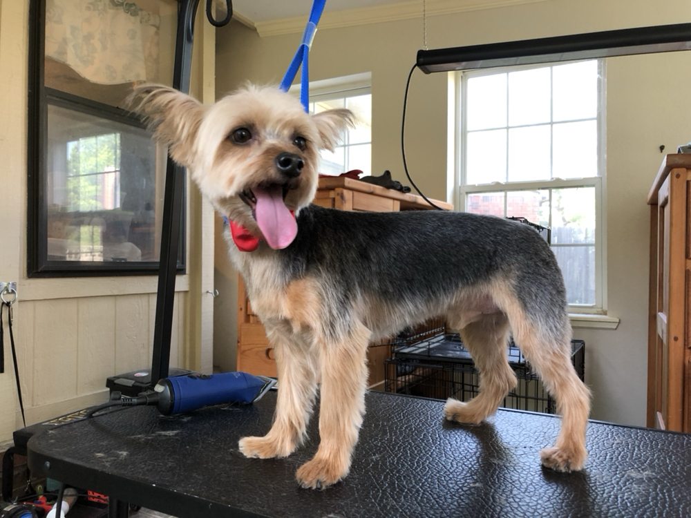 OWASSO DOG GROOMING BY SARA Updated October 2024 10 Photos 8923 N