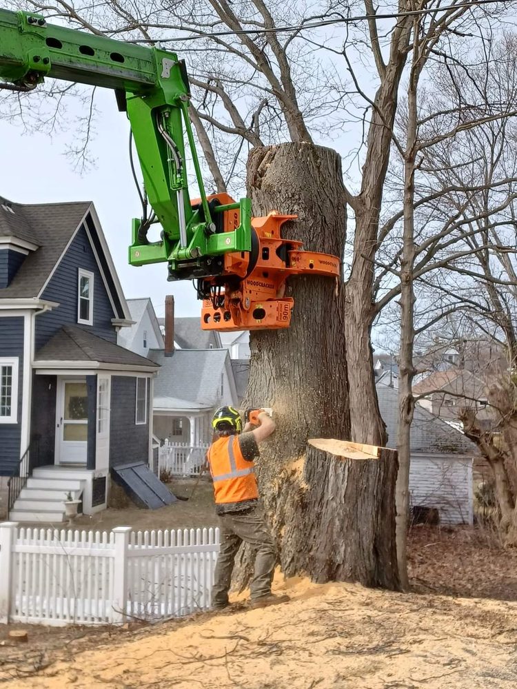 Bump Your Stump - tree service in Hopedale, MA