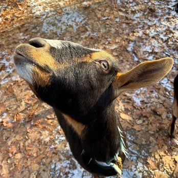 Maplebrook Farmstead - a goat looking up at the camera - Honey Near Me - Sterling, Massachusetts