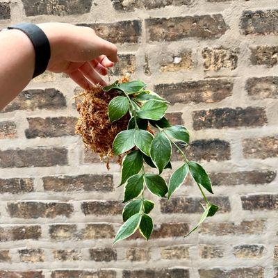 Private Plant Consultations 🪴 - Transform your space into a lush, vibrant oasis with expert guidance from Uncommon Plant Guy. Whether you’re troubleshooting your existing collection, creating the perfect environment for your plants, or starting fresh with a curated selection of greenery, our private consultations offer one-on-one expertise tailored to your exact needs and space. Private Plant Consultations 🪴 - Transform your space into a lush, vibrant oasis with expert guidance from Uncommon Plant Guy. Whether you’re troubleshooting your existing collection, creating the perfect environment for your plants, or starting fresh with a curated selection of greenery, our private consultations offer one-on-one expertise tailored to your exact needs and space.
