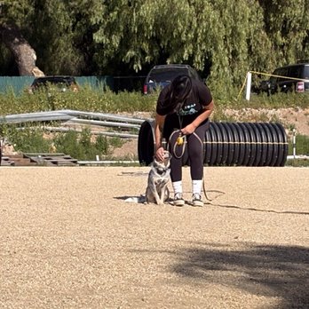 Better K9 Pet Resort - Riverside Location - Audrey demonstrating Tazzy's new skills - Pet Training Near Me - Riverside, California