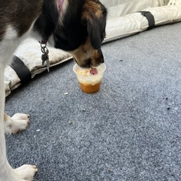 Pumpkin broth w whipped cream for the doggie Pumpkin broth w whipped cream for the doggie