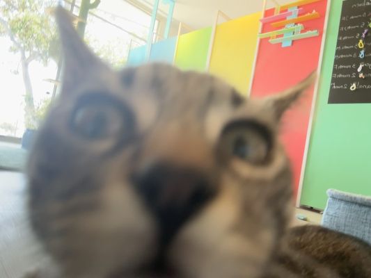 Meows Rakuen by null
