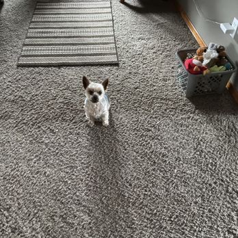 Pet Pros - Yeah!! I like my new cut. - Pet Stores Near Me - Monroe, Washington Pet Pros - Yeah!! I like my new cut. - Pet Stores Near Me - Monroe, Washington